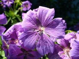 Image of Geranium × magnificum