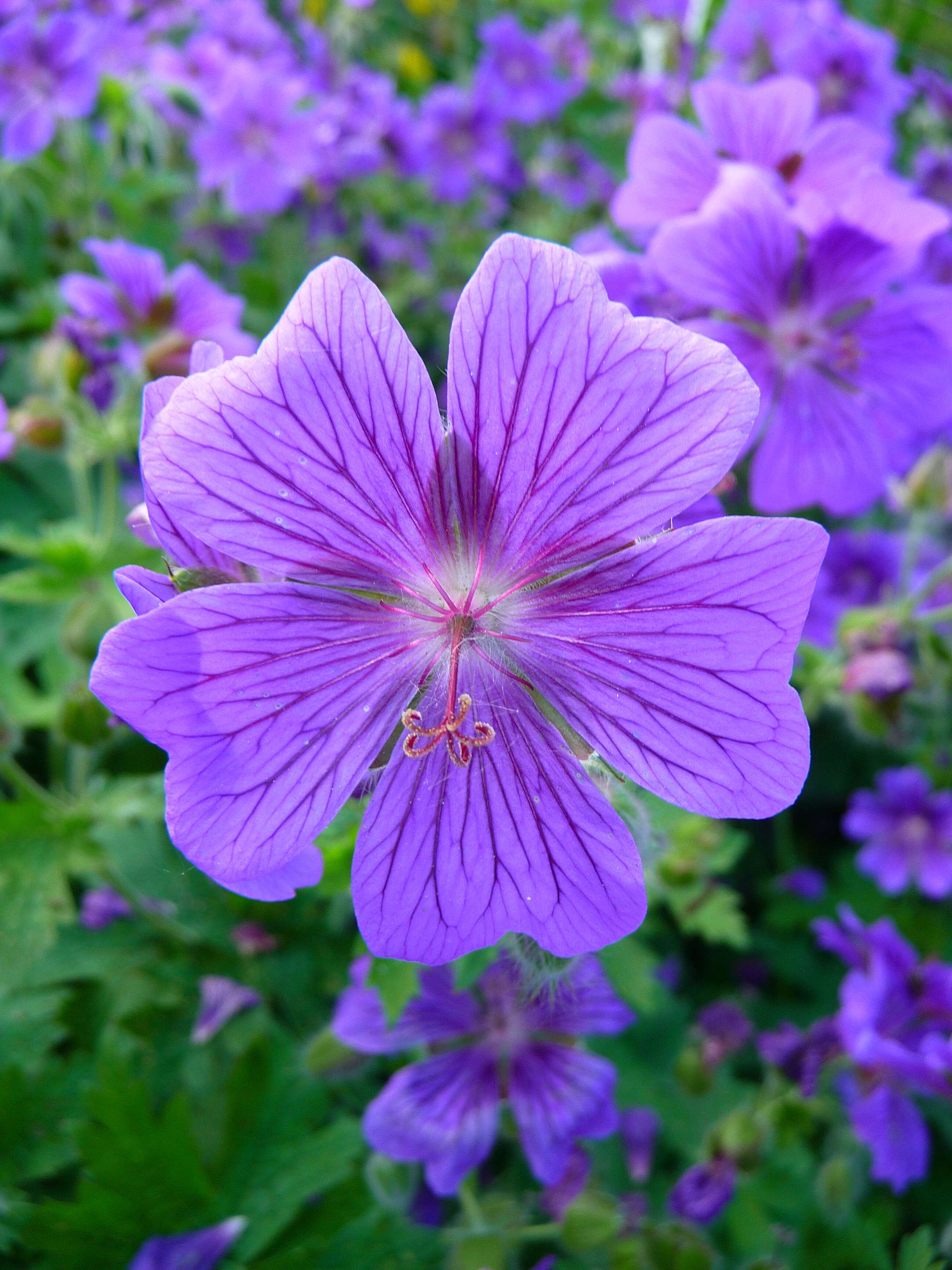 Image of Geranium × magnificum