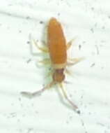 Image of Springtail