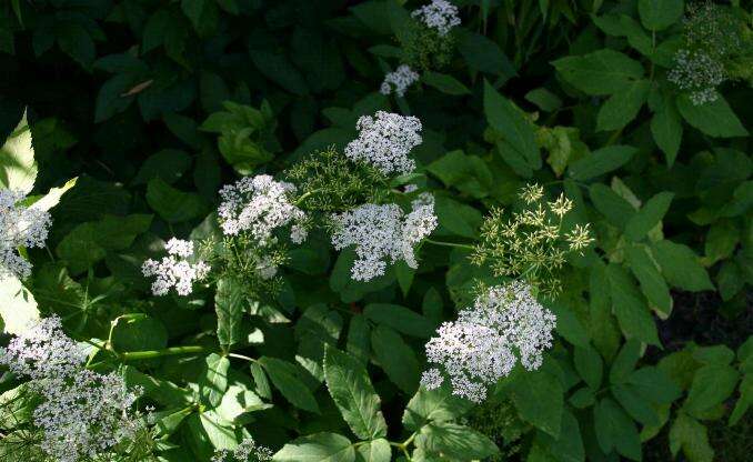 Image of bishop's goutweed