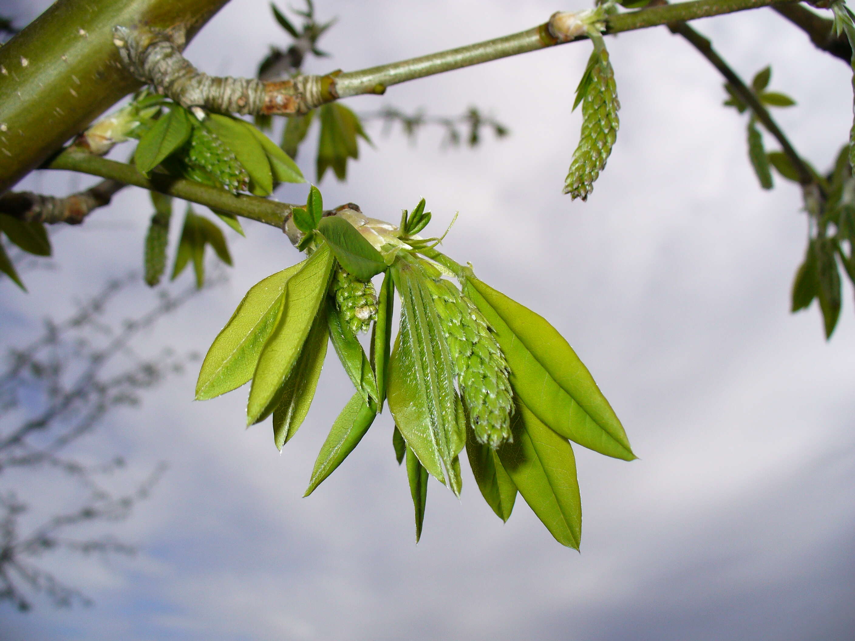 Image of Common Laburnum