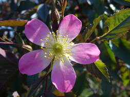 Image of Rosa glauca Pourret