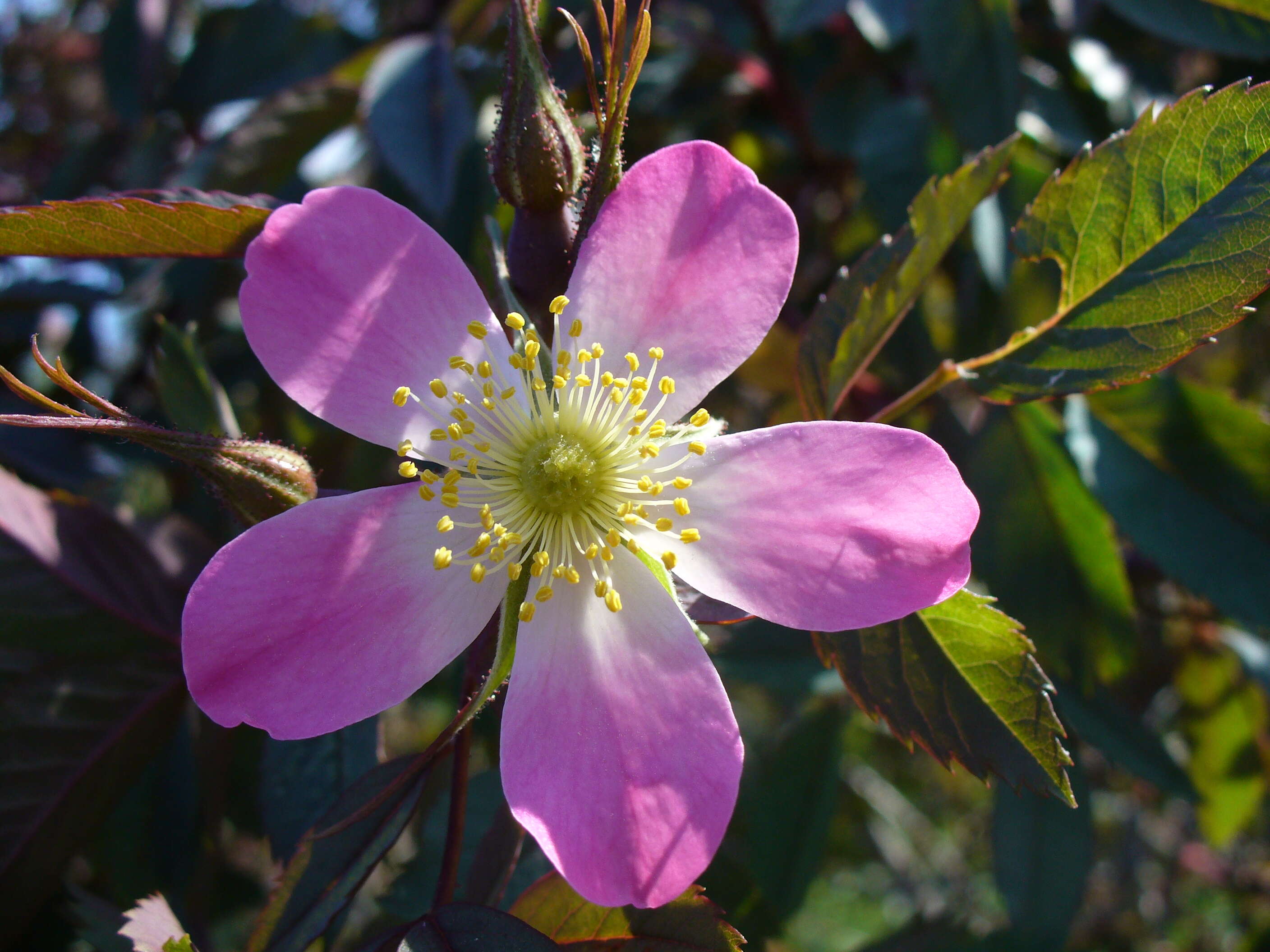 Image of Rosa glauca Pourret