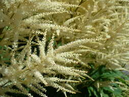 Image of bride's feathers