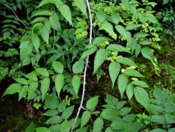 Image de Rubus cockburnianus Hemsl.