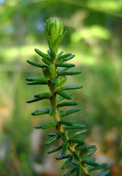 Image of black crowberry