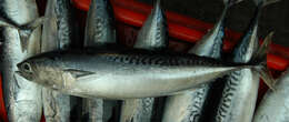 Image of Bullet Mackerel