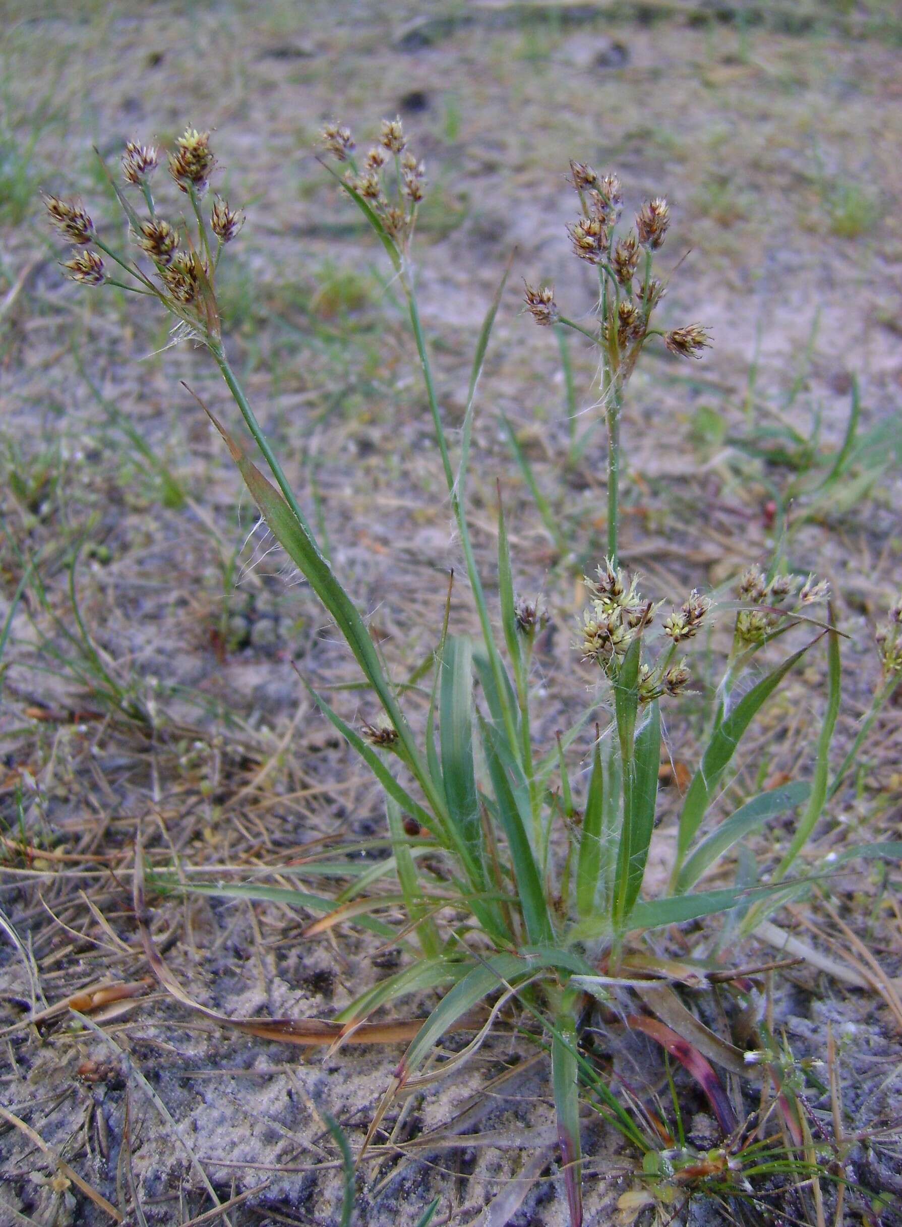 Imagem de Luzula multiflora (Retz.) Lejeune