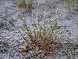 Image of early hair-grass