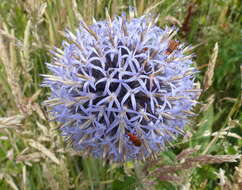 Image of Echinops bannaticus Rochel ex Schrad.