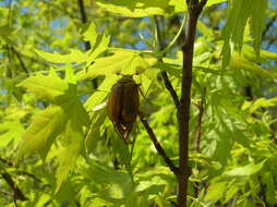 Image of Common cockchafer