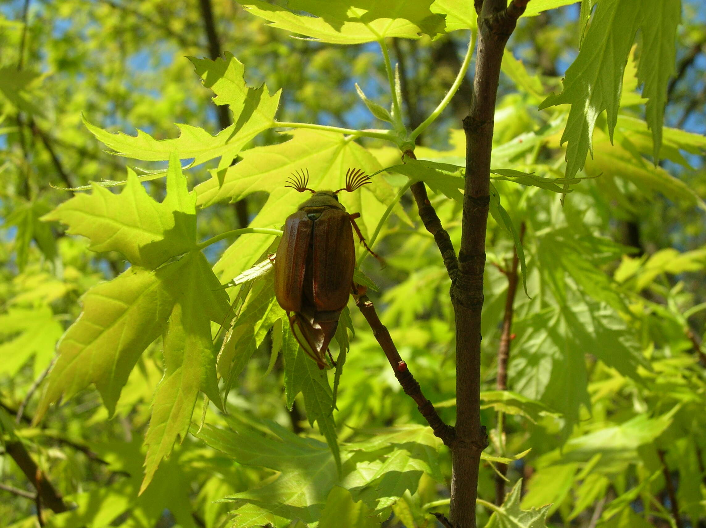 Image of Common cockchafer