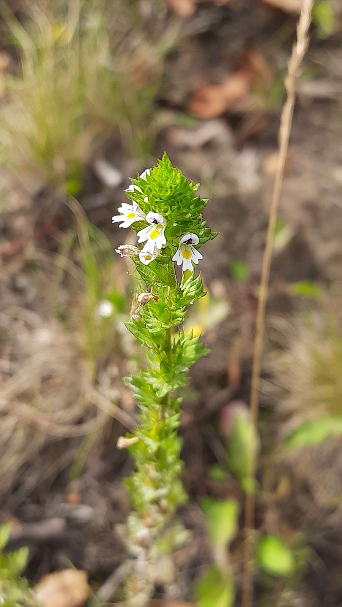 Image of upland eyebright