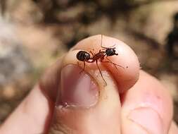 Image of Camponotus semitestaceus Snelling 1970