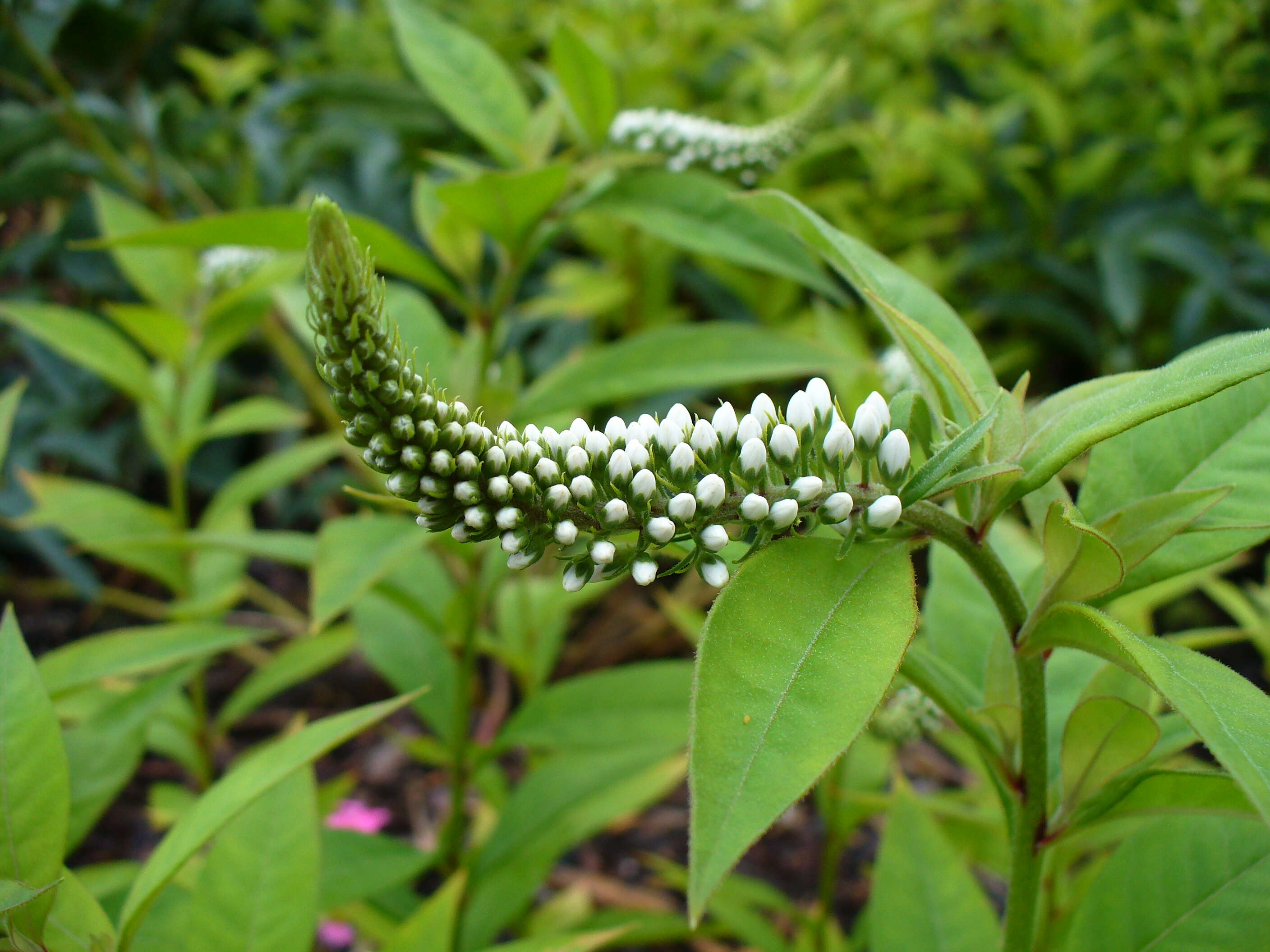 Image of gooseneck yellow loosestrife