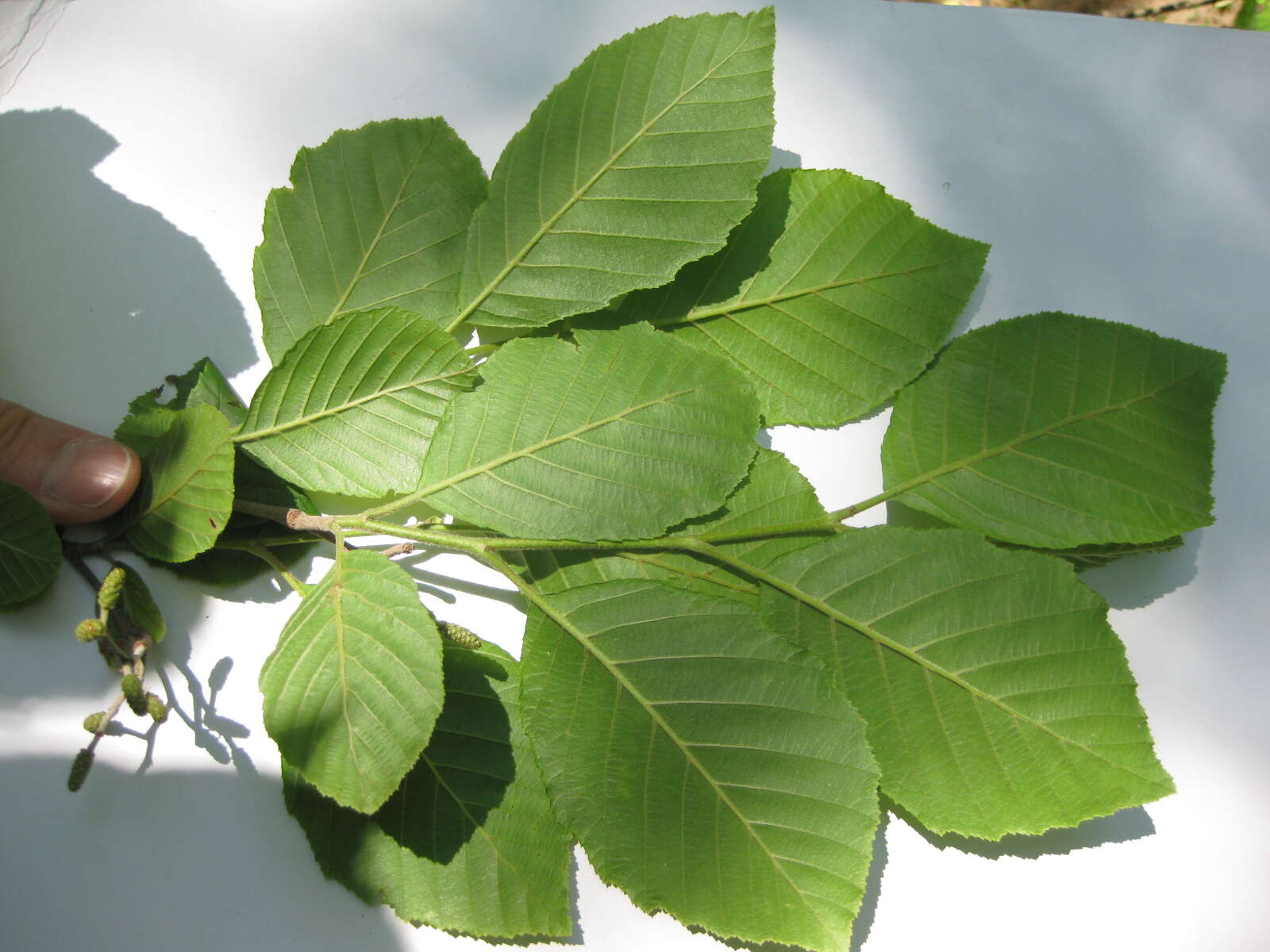 Plancia ëd Alnus serrulata (Aiton) Willd.