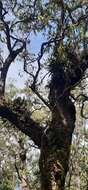 Image of Eucalyptus urophylla S. T. Blake