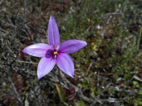 Image de Caladenia emarginata (Lindl.) Rchb. fil.