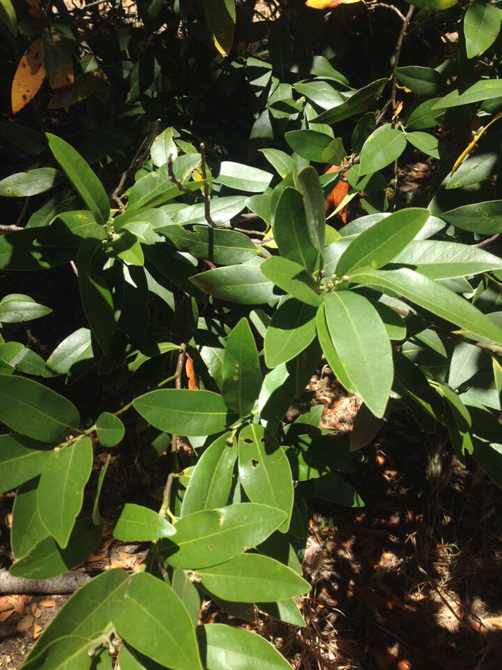 Image of California laurel