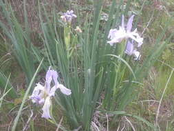 Image of Coast Iris