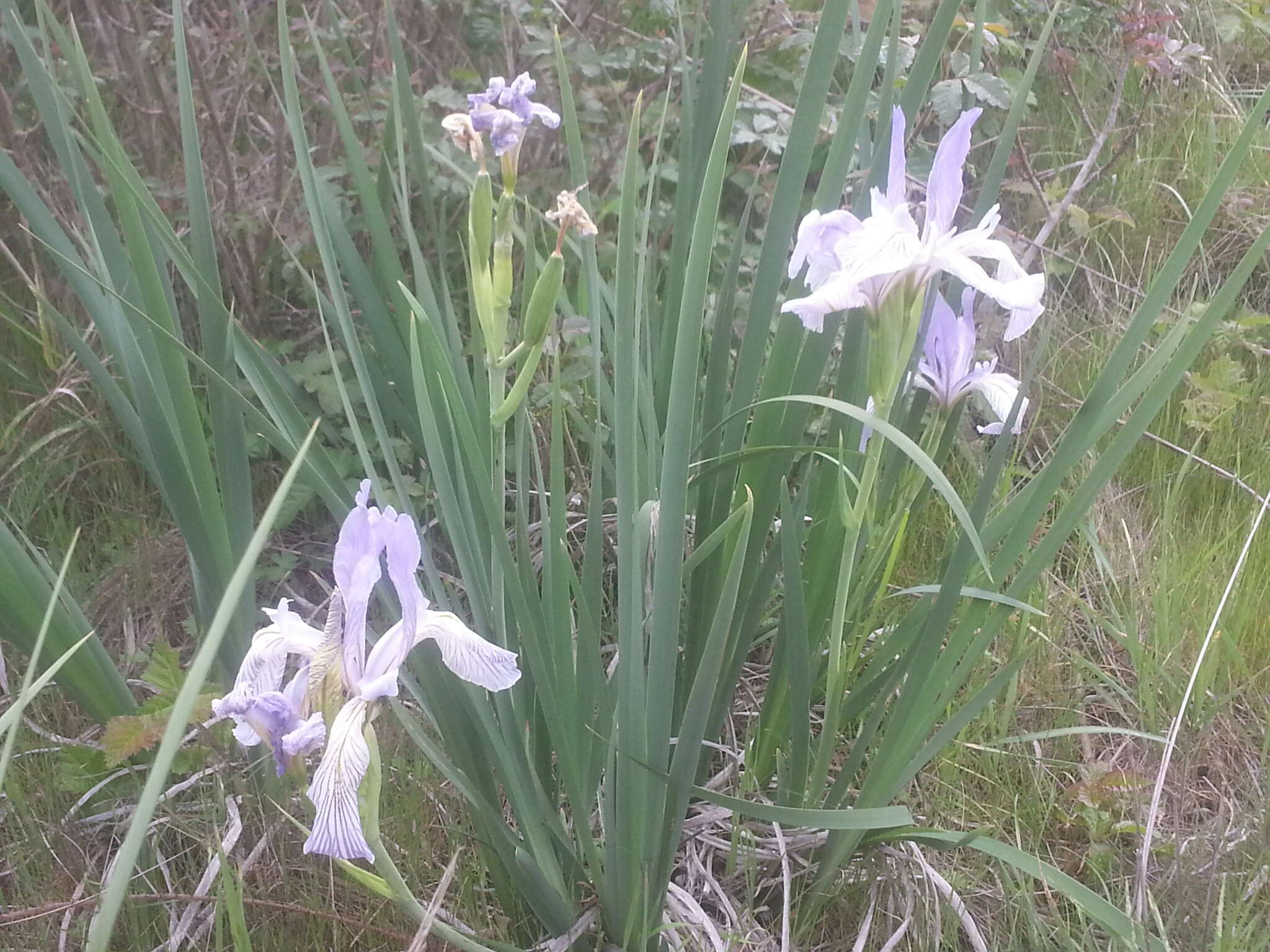 Plancia ëd Iris longipetala Herb.