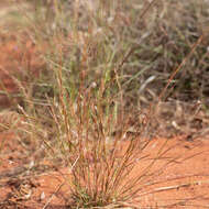 Sivun Schizachyrium fragile (R. Br.) A. Camus kuva