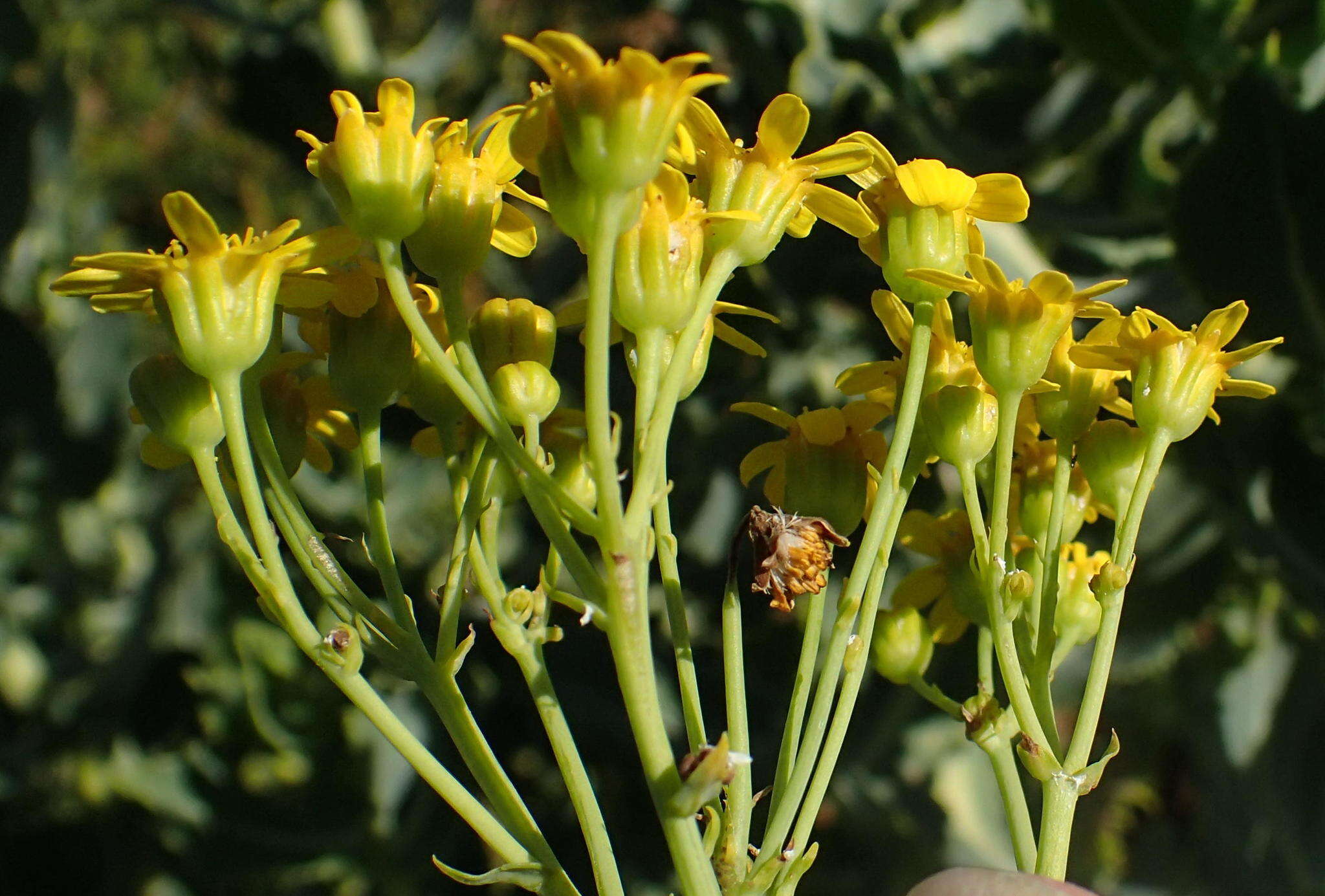 Image of Othonna parviflora L.