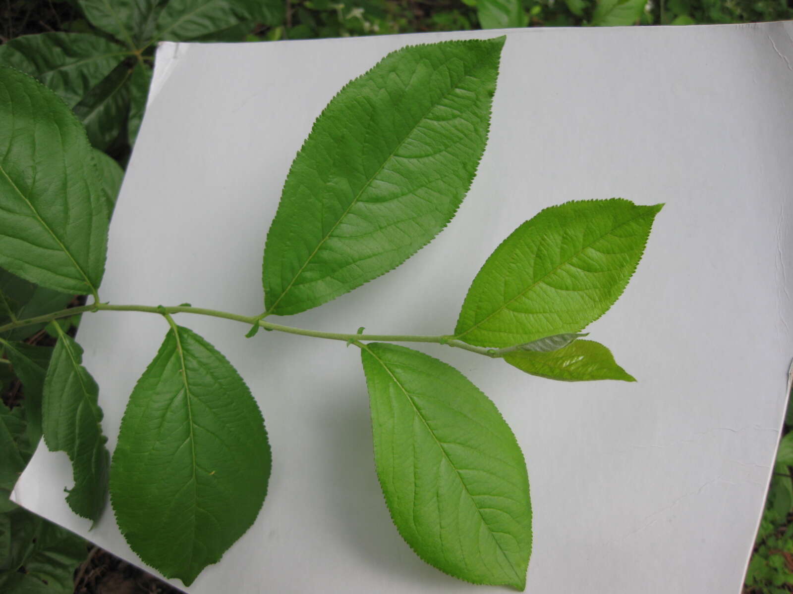 Image de Amelanchier arborea (Michx. fil.) Fern.