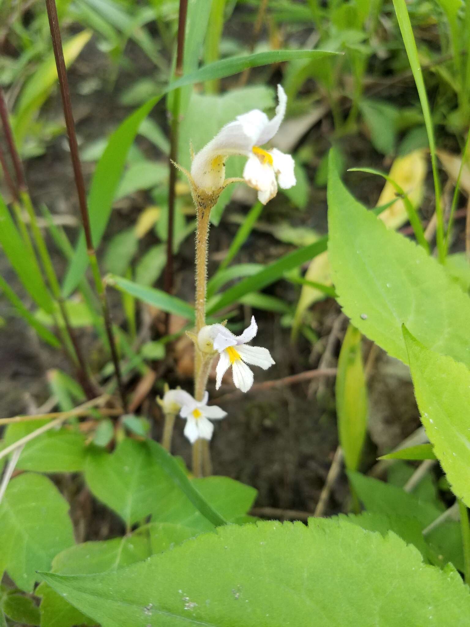 Image de Aphyllon uniflorum (L.) Torr. & A. Gray