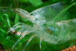 Image of Caridina multidentata