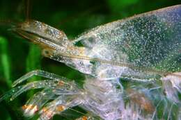 Image of Caridina multidentata