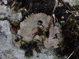 Image of reticulate silverskin lichen