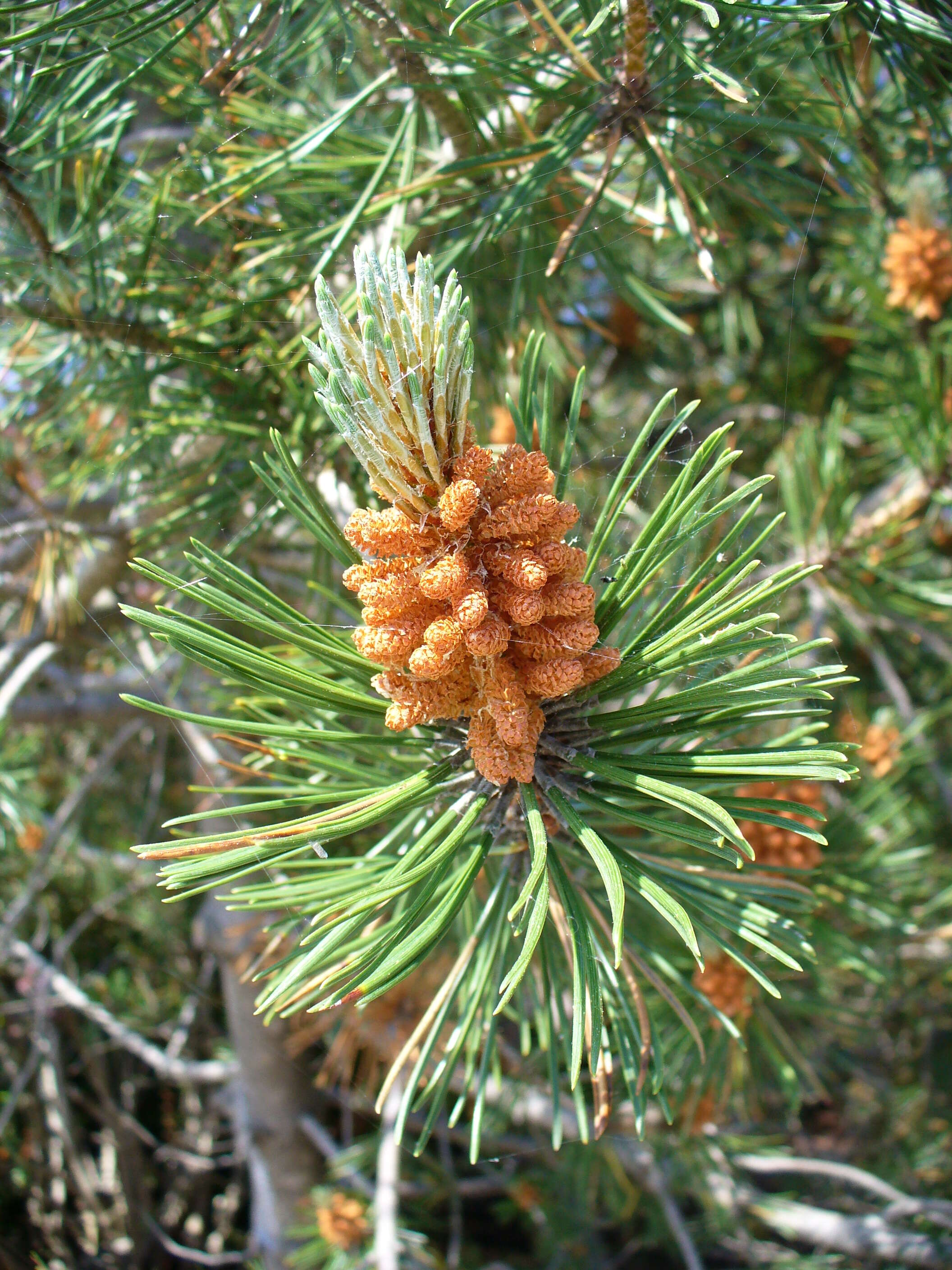 Image of jack pine