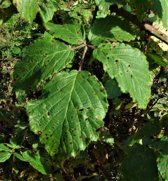 Image of Rubus incurvatiformis Edees