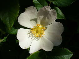 Rosa moschata J. Herrmann的圖片