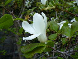 Image of Kobus magnolia