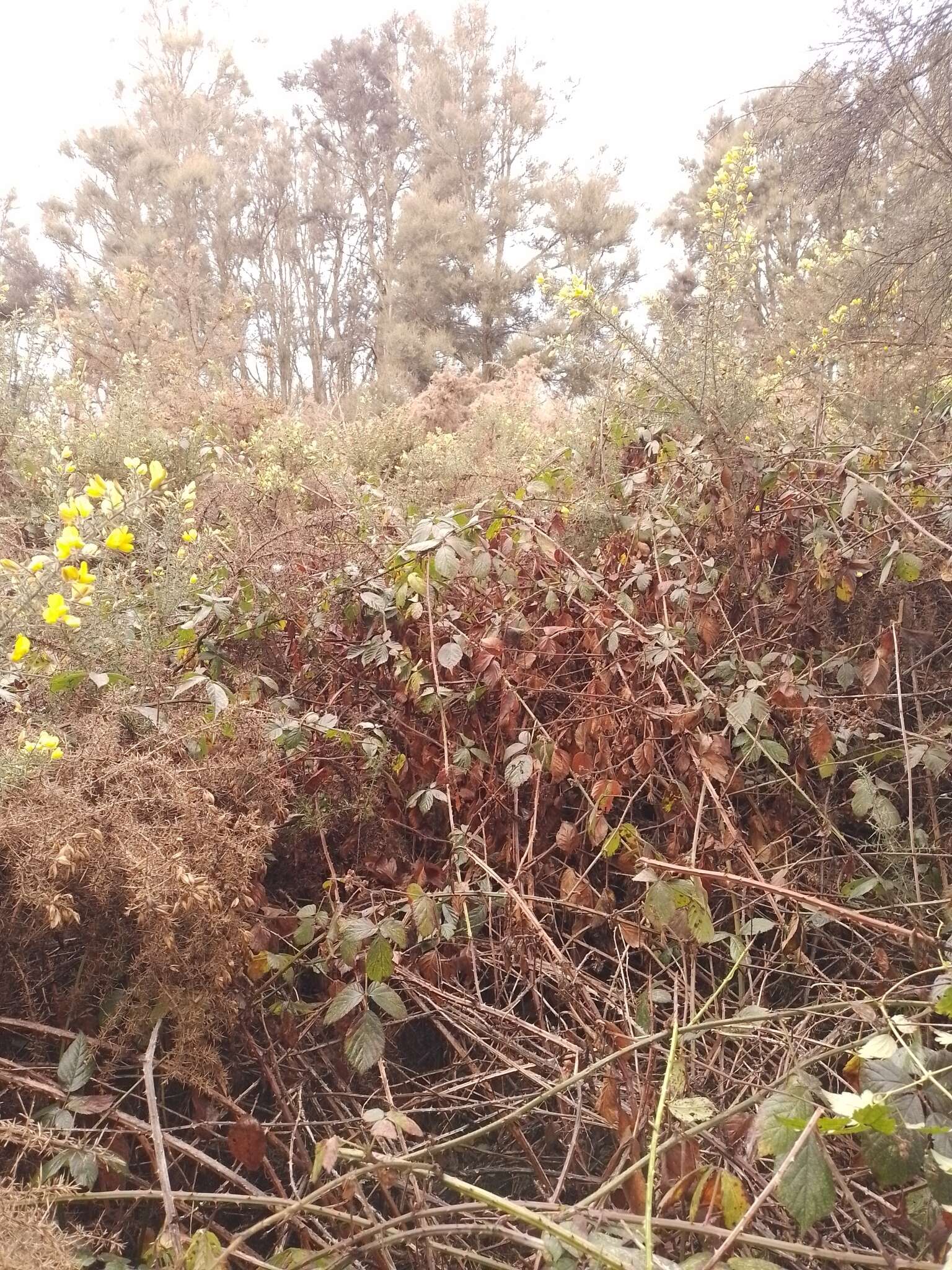 Image of Rubus amplificatus Lees