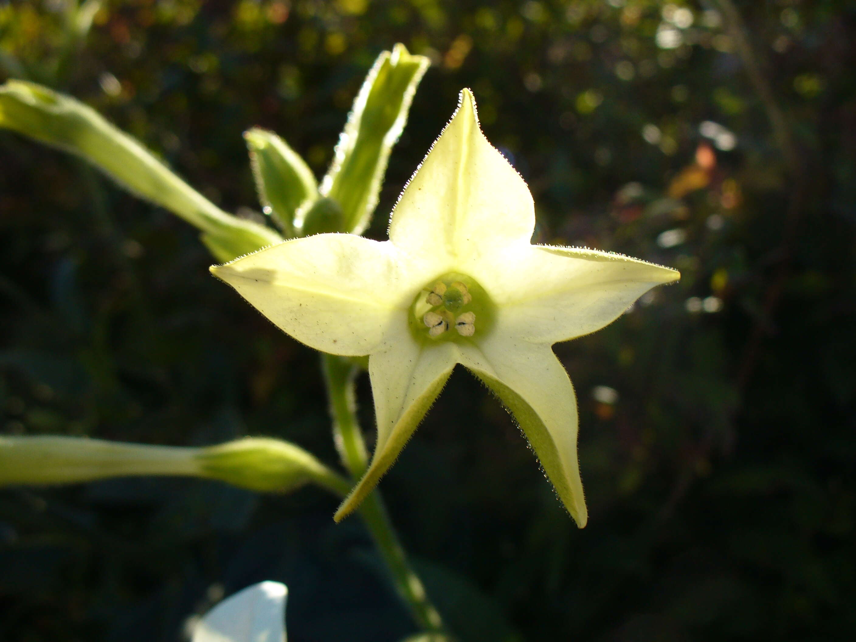 Image of Nicotiana sanderae