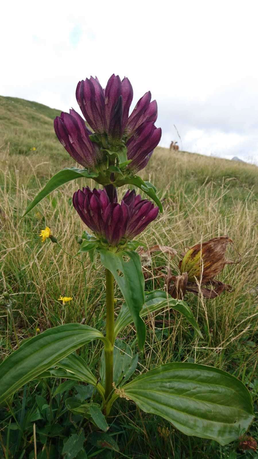 Image of Gentiana pannonica Scop.