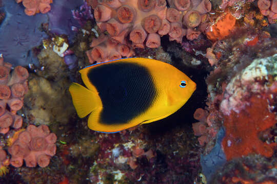 Image of Angelfish