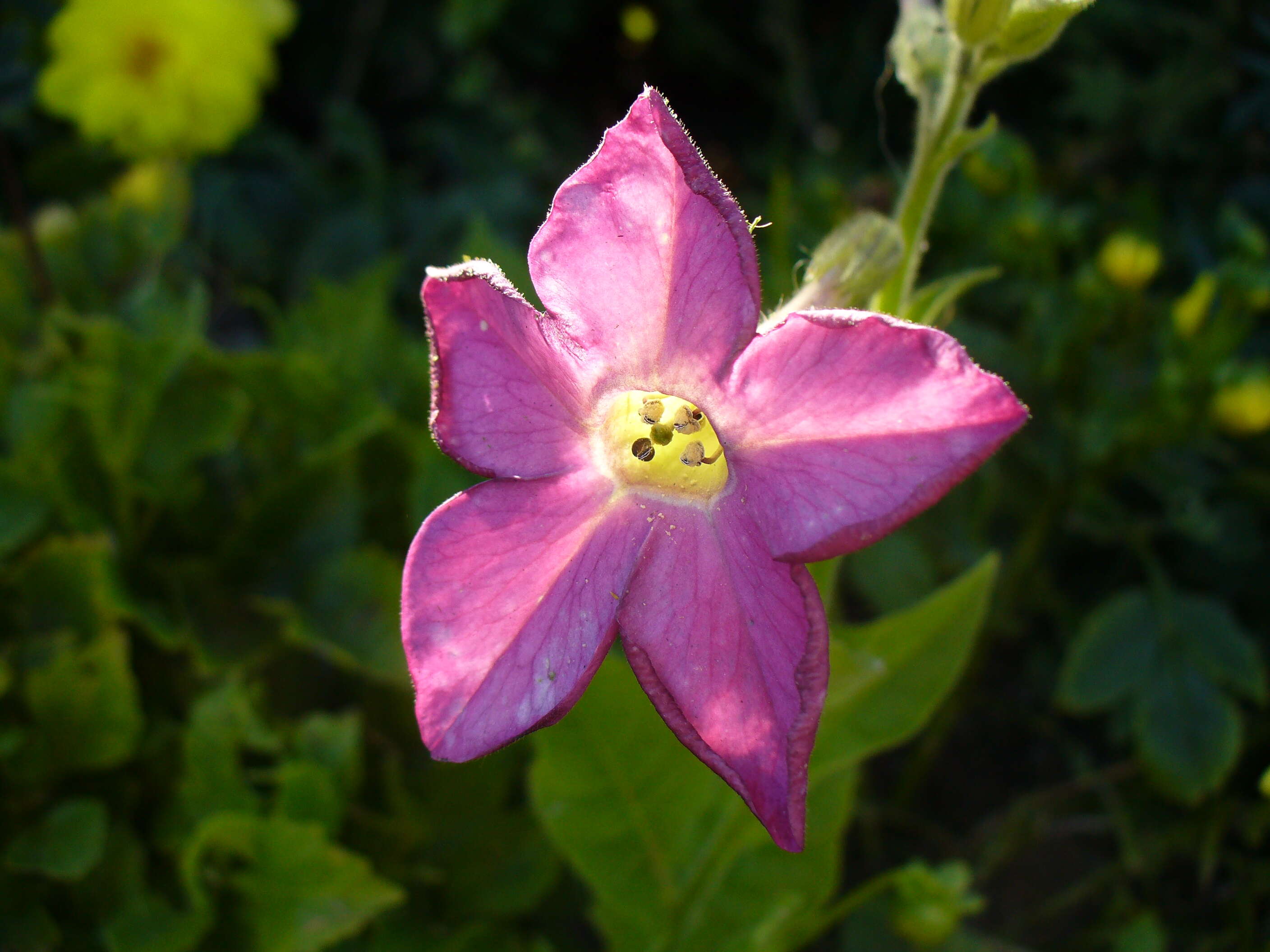 Image of Nicotiana sanderae