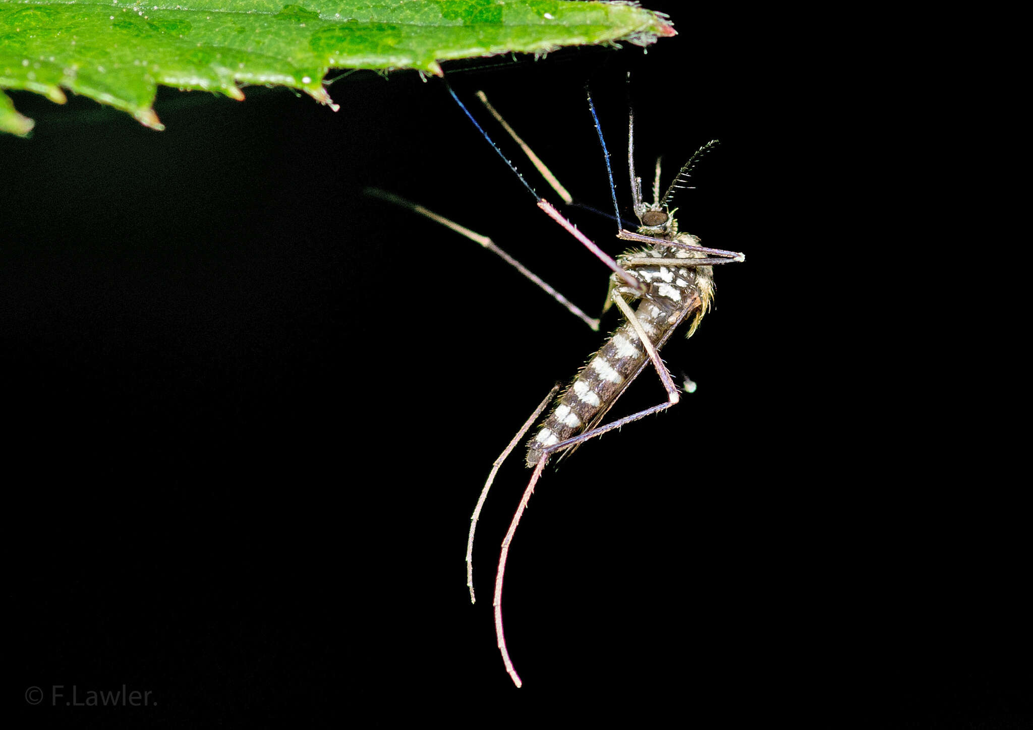 Image of Aedes geniculatus (Olivier 1791)