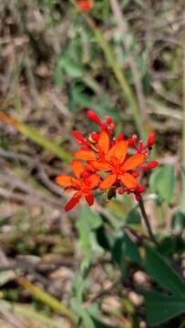 Image de Jatropha grossidentata Pax & K. Hoffm.