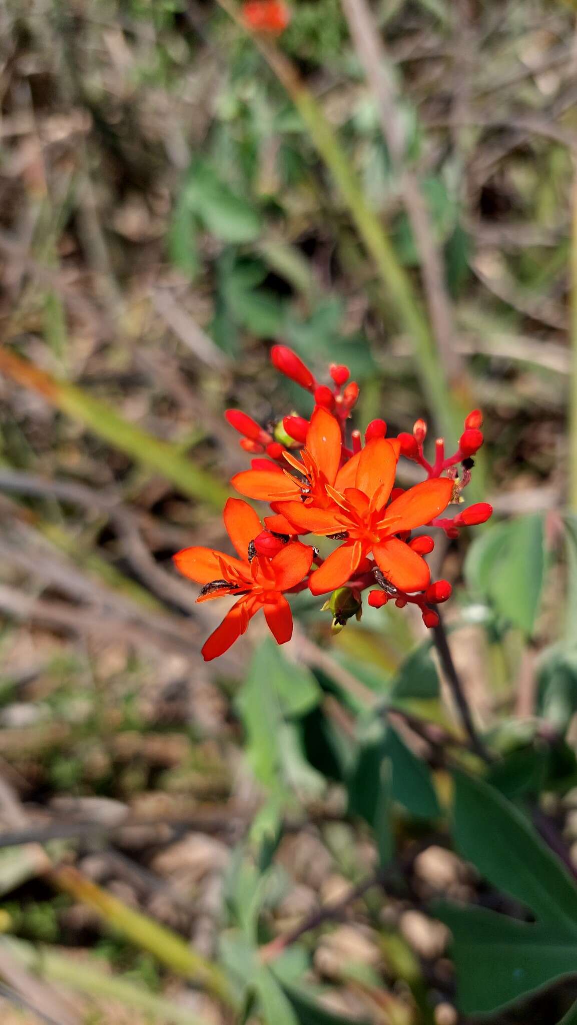 Image of Jatropha grossidentata Pax & K. Hoffm.