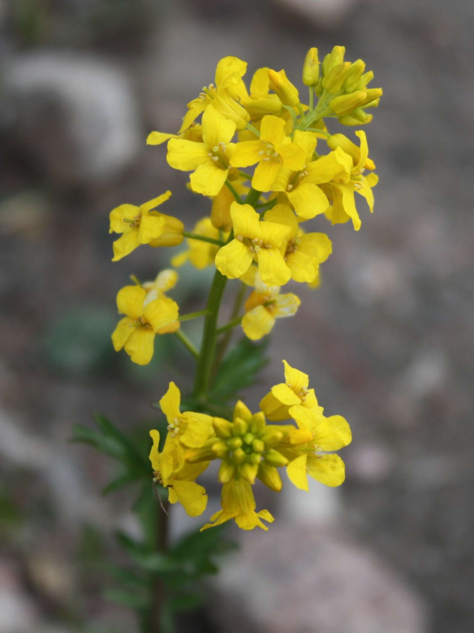 Image of winter-cress, yellow rocket