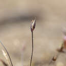 Image of Centrolepis glabra (F. Muell. ex Sond.) Hieron.