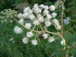 Image of wild angelica