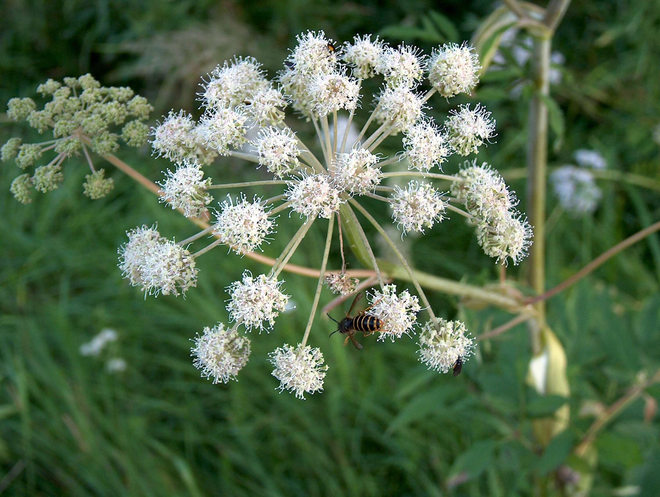 Image of wild angelica