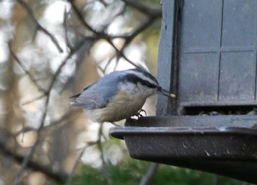 Imagem de Sitta canadensis Linnaeus 1766