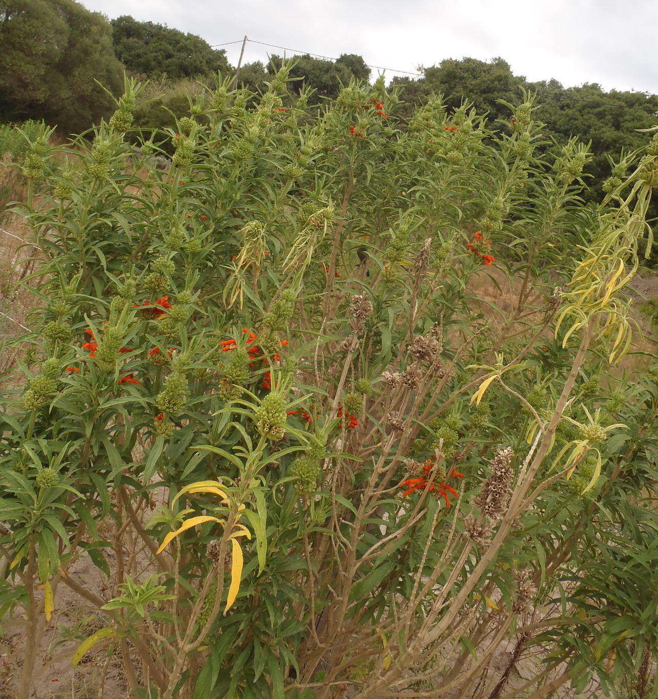 Image of lion's ear